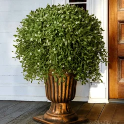 Discount National Tree Company 26" Artificial Argentea Plant