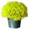 15" Artificial Gold Juniper Bush^National Tree Company Fashion