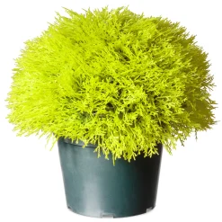 15" Artificial Gold Juniper Bush^National Tree Company Fashion
