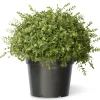 15" Artificial Mini Tea Leaf Bush In Growers Pot^National Tree Company Best