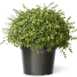 Fashion National Tree Company 15" Artificial Mini Tea Leaf Bush In Growers Pot