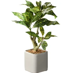 11" Croton Plant^National Tree Company Clearance