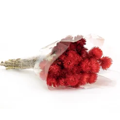 New National Tree Company 16" Dried Red Capeblumen Flowers Bouquet