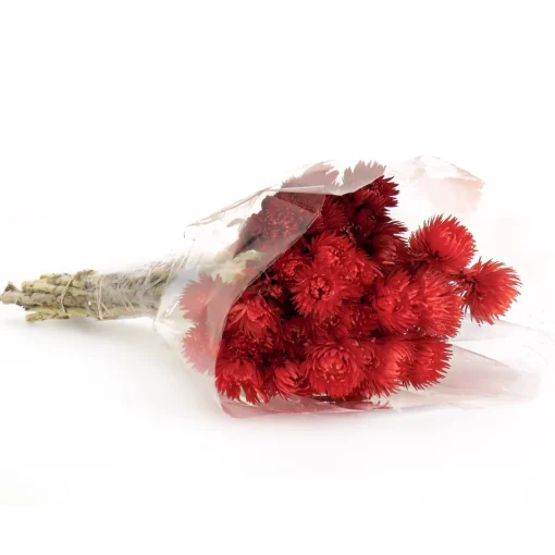 New National Tree Company 16" Dried Red Capeblumen Flowers Bouquet
