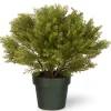 22" Globe Cedar Tree With Dark Green Round Growers Pot^National Tree Company Cheap