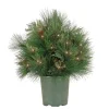Clearance National Tree Company 26" Hgtv Home Collection Pre-Lit Black Tie Planter Filler