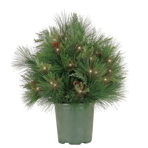 Clearance National Tree Company 26" Hgtv Home Collection Pre-Lit Black Tie Planter Filler