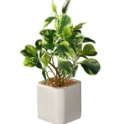 10" Jade Plant^National Tree Company Fashion