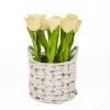 Best National Tree Company 10" Light Yellow Tulip Bouquet In White Basket