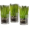 Artificial Potted Plant Set, Green Plant Sprouts, Square Glass Pot Base With Messages, Pack Of 3, Spring Collection, 6 Inches Each^National Tree Company Hot