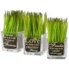 Artificial Potted Plant Set, Green Plant Sprouts, Square Glass Pot Base With Messages, Pack Of 3, Spring Collection, 7 Inches Each^National Tree Company Cheap