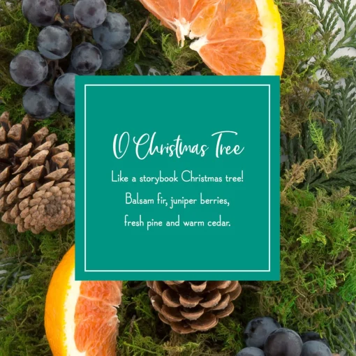Sale National Tree Company Scented Ornaments, 2- Pack- 6Ct Bottle, O Christmas Tree, Fragrance-Infused Paper Sticks